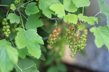 Johannisbeeren im Garten