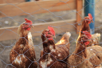 H&uuml;hner im Freilandauslauf