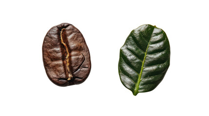 roasted coffee beans with fresh coffee leaves isolated on transparent and white background.PNG image
