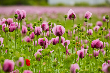 Fototapeta premium Lila Mohn und Roter Mohn, Mohnfeld in Bad Salzufeln, Juni 2023 