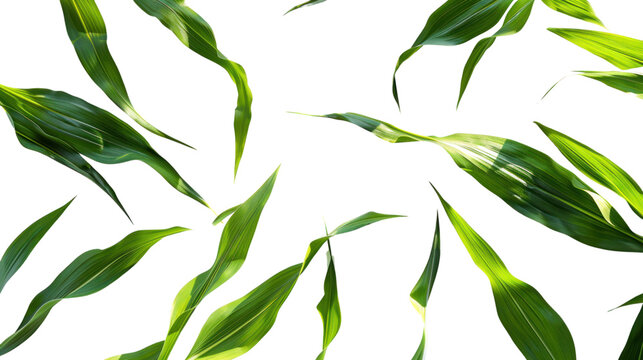 Corn leaves isolated on transparent and white background.PNG image