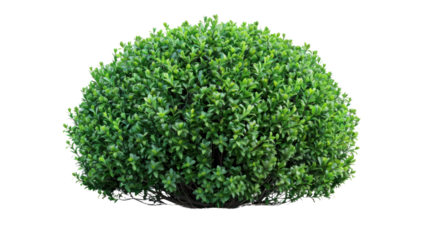 green bush isolated on transparent and white background.PNG image
