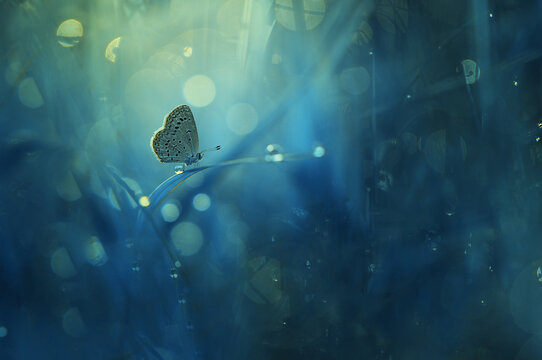 Fototapeta Close-up of a butterfly on a blade of grass, Indonesia