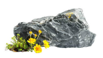Natural flower and stone isolated on transparent and white background.PNG image