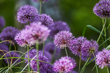 Fototapeta premium Lila Riesenlauch, Allium Giganteum, Mai 2023, Greifswald-Wieck, Mühlentag, Mecklenburg Vorpommern