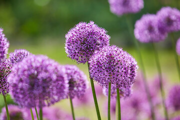 Fototapeta premium Lila Riesenlauch, Allium Giganteum, Mai 2023, Greifswald-Wieck, Mühlentag, Mecklenburg Vorpommern