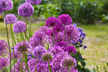 Lila Riesenlauch, Allium Giganteum, Mai 2023,  Greifswald-Wieck, Mühlentag, Mecklenburg Vorpommern