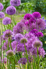 Lila Riesenlauch, Allium Giganteum, Mai 2023,  Greifswald-Wieck, Mühlentag, Mecklenburg Vorpommern