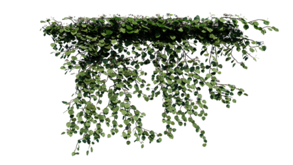 Plant and flower vine green ivy leaves tropic hanging, climbing isolated on transparent background.