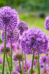 Obraz premium Lila Riesenlauch, Allium Giganteum, Mai 2023, Greifswald-Wieck, Mühlentag, Mecklenburg Vorpommern