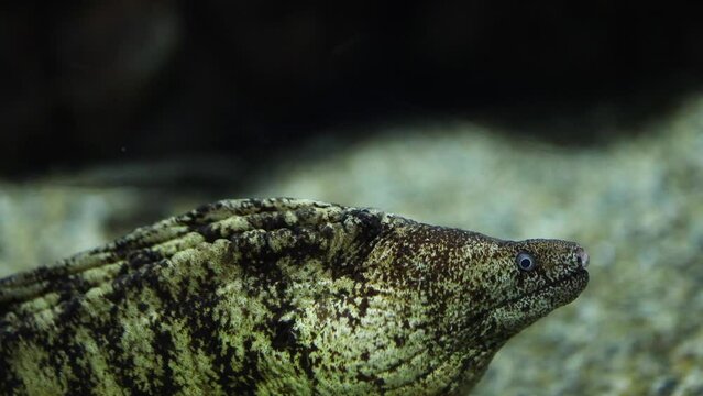 Moray Eel Emerging from Hiding