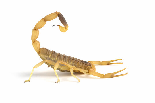 Close-up of a Deathstalker scorpion with a raised tail against a white background