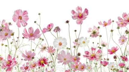 Pink cosmos flowers isolated on transparent and white background.PNG image