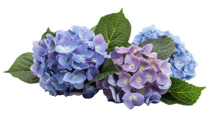 Purple blue hydrangea flowers isolated on transparent and white background.PNG image
