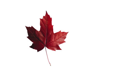Red maple leaf  isolated on transparent and white background.PNG image - obrazy, fototapety, plakaty