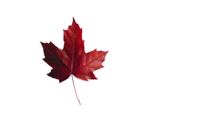 Red maple leaf  isolated on transparent and white background.PNG image