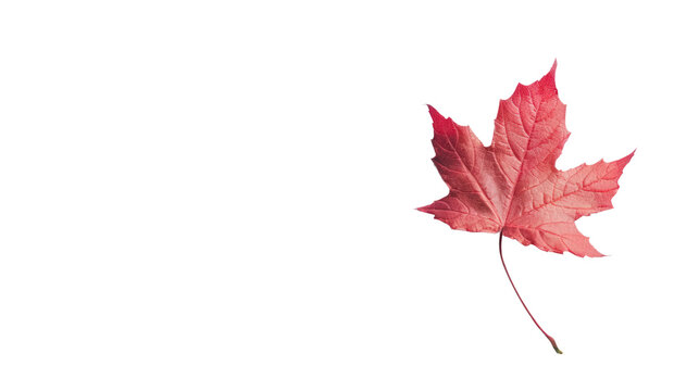 Red maple leaf  isolated on transparent and white background.PNG image