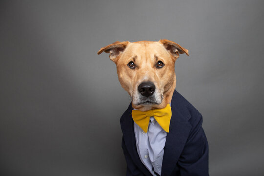 Portrait of a labrador retriever mix dog dressed in a shirt, bow tie and jacket