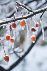 Berry in ice. Natural freezing rain. Ice cover. Crushed ice on snow berries.