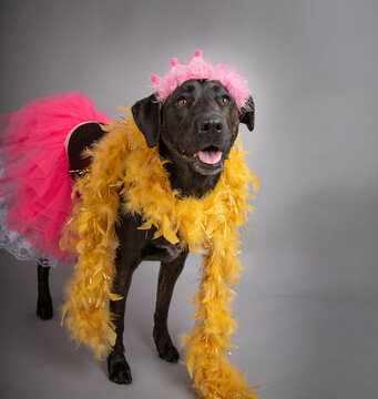 Portrait of a labrador mix wearing a tutu, feather boa and fluffy headdress
