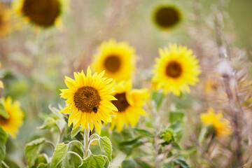 Obraz premium Sonnenblumenfeld am Wegesrand eines Wanderwegs im Sauerland, Cobbenrode 