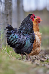 Black and brown chickens free range in garden