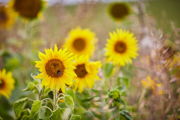 Sonnenblumenfeld am Wegesrand eines Wanderwegs im Sauerland, Cobbenrode 