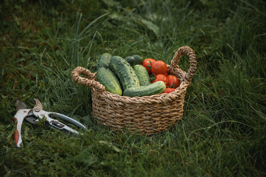 Close-up of freshly picked cucumbers and tomatoes in a wicker basket on the lawn with a pair of secateurs, Belarus