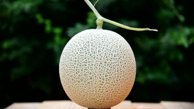 Closeup to rotate Fresh green melon on wood plate