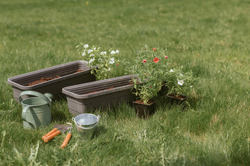 Close-up of trailing petunias (calibrachoa), watering can, plant pots and gardening equipment on a lawn ready for repotting, Belarus