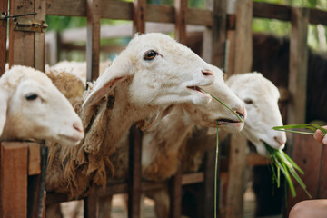 Fototapeta premium A woman feeding a sheep with a piece of grass in front of a wooden fence
