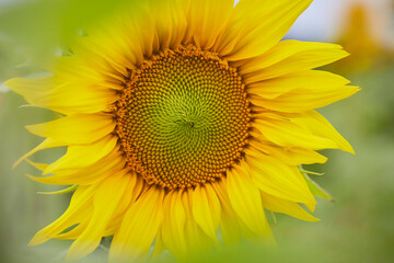 Sonnenblumenfeld und Wildblumen in Ende Bremen, Kreis Soest
