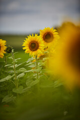 Sonnenblumenfeld und Wildblumen in Ende Bremen, Kreis Soest
