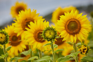 

Sonnenblumenfeld und Wildblumen in Ende Bremen, Kreis Soest
