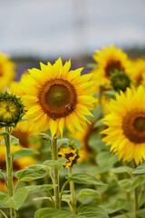 
Sonnenblumenfeld und Wildblumen in Ende Bremen, Kreis Soest
