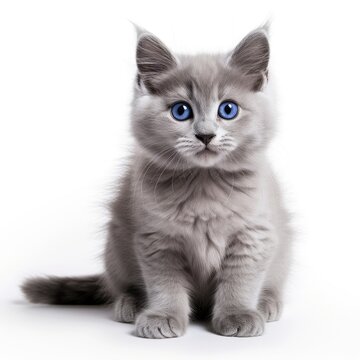 Adorable Gray Kitten with Mesmerizing Blue Eyes - Pure Innocence Generative AI
