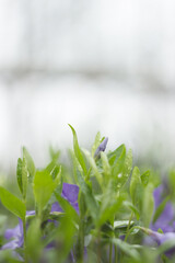 Blue periwinkle in the spring garden close-up
