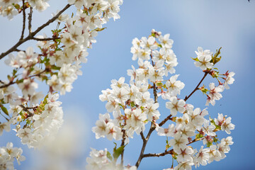 Obraz premium Kirschblüte und Apfelblüte im Bad Sassendorfer Kurpark, Cherry Blossom
