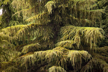 Tehran Botanical Garden and the old trees of this beautiful garden