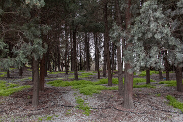 Tehran Botanical Garden and the old trees of this beautiful garden