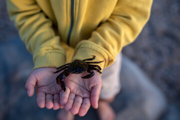 Child hands, holding little crab,