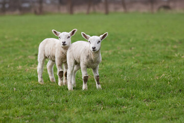 Fototapeta premium Two white lambs on meadow