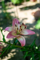 pink lily flower