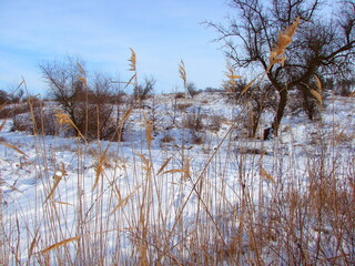 Steppe reeds are illuminated by the rays of the evening sun against the background of cloud patterns of the winter white-blue sky.