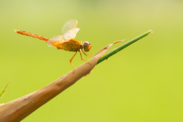 Yellow Dragonfly, dragonfly perched, animal closeup