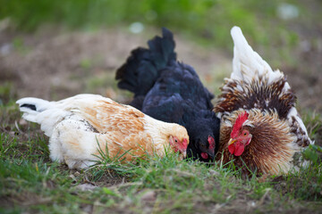 Chickens eating and picking in garden