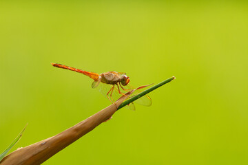 Yellow Dragonfly, dragonfly perched, animal closeup