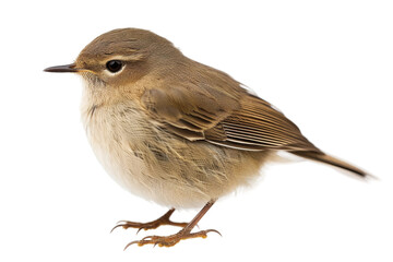 chiffchaff isolated on transparent background