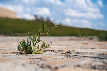 The sprout breaks through the tile close up