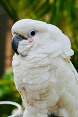 white macaw with red cheek